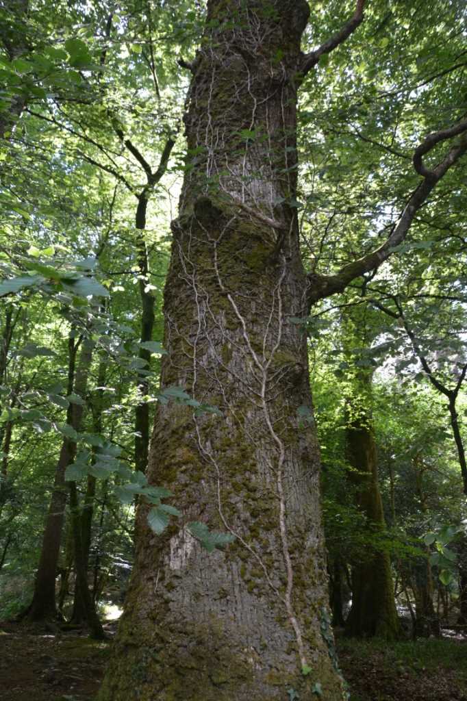 DSC_5197Mittel_.JPG